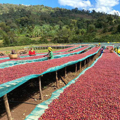 Ethiopia, Guji